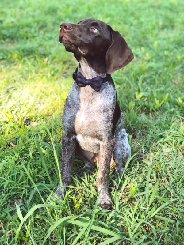 /Images/uploads/Southeast German Shorthaired Pointer Rescue/segspcalendarcontest2018/entries/9038thumb.jpg